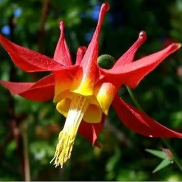 Red Aquilegia Canadensis Flower Seeds for Planting, 100 pcs