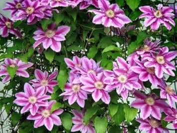 Perennial Vine Climbing Flower Seeds for Planting - NON GMO Seeds for planting in home garden