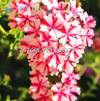Organic Heirloom Pink Verbena Flower Seeds – Non-GMO Garden Seeds for Planting for planting in your garden.