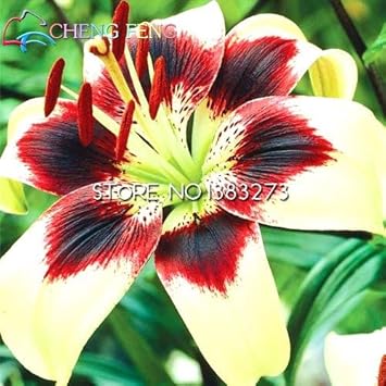 Yellow Red Lilium Flower Seeds for Garden - 100 pcs for planting in your garden.