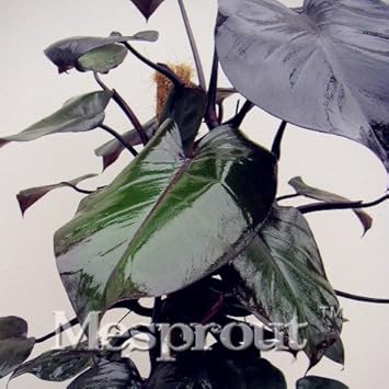 Green Philodendron Erubescens Plant Seeds – Heirloom, Non-GMO Seeds for Planting