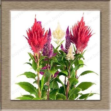 Red Purple Pteris Flower Seeds for Planting ƒ?? Organic, Heirloom, Non-GMO Fern Seeds
