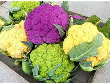 Mixed Cauliflower Seeds for Planting - 100 Pcs pcs