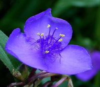 Blue Tradescantia Flower Seeds for Planting - NON GMO Seeds seeds for planting in home garden