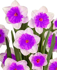 Nema Double Petals Narcissus Flower Seeds – Heirloom Non-GMO Seeds for Garden Planting