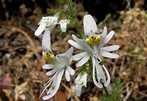 Schizanthus Flower Seeds for Planting - NON GMO Seeds