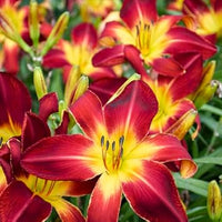Hemerocallis Flowers Seeds Heirloom Non GMO Planting - 100 pcs for planting in home garden