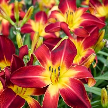 Hemerocallis Flowers Seeds Heirloom Non GMO Planting - 100 pcs for planting in home garden