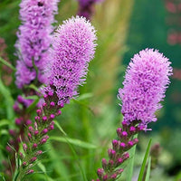 Heirloom Non-GMO Dense Blazing Star Flower Seeds for Planting – Tall Pollinator-Friendly Garden Blooms