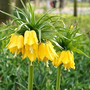 Yellow Imperial Crown Flower Seeds for Planting ƒ?? 100 pcs