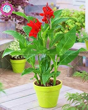 Orange Indica Flower Seeds for Planting – Organic, Heirloom, Non-GMO Tropical Garden Seeds