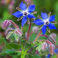 Borage Blue Flower Seeds for Planting – Organic, Heirloom, Non-GMO Seeds for planting in your garden.