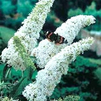 White Butterfly Bush Buddleia Davidii Seeds for Planting – Attract Pollinators, Non-GMO seeds for planting in home garden