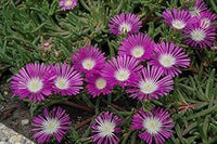 Purple Delosperma Stardust Flower Seeds ƒ?? Heirloom Non-GMO Succulent Blooms for Rock Gardens
