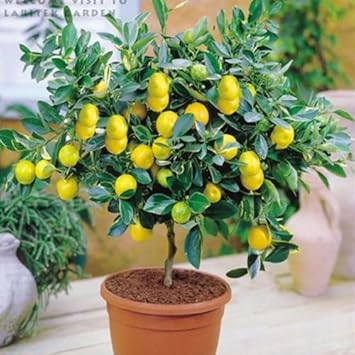Lemon Vegetable Seeds for Planting - Grow Organic and Natural Lemons at Home Garden