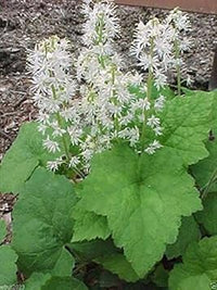 Green Tiarella Plant Seeds for Planting - 100 pcs