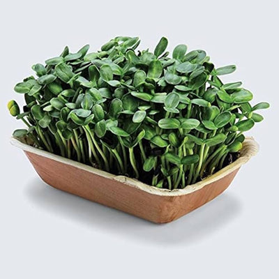 100 Pcs