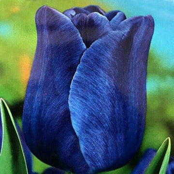 Blue Tulip Flower Seeds for Planting – Vibrant, Non-GMO, Heirloom Quality Seeds seeds for planting in home garden