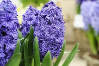 Hyacinthus Blue Flower Seeds for Planting ƒ?? Organic, Heirloom, Non-GMO Seeds