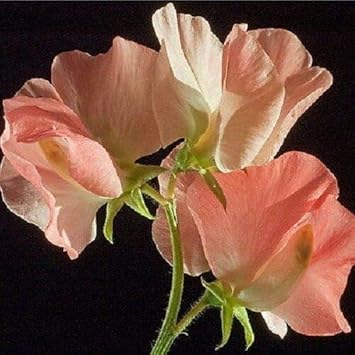 Heirloom Peach Sweet Pea Flower Seeds â€“ Non-GMO Fragrant Climbing Blooms for Garden Planting for planting in home garden