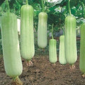 White Luffa Luffa cylindrica for planting in vegetable beds