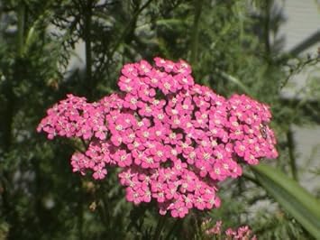 Heirloom Pink Cerise Yarrow Flower Seeds for Planting, Non-GMO
