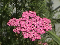 Heirloom Pink Cerise Yarrow Flower Seeds for Planting, Non-GMO