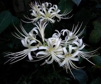 Organic White Lycoris Flower Seeds for Planting ƒ?? Heirloom, Non-GMO