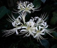 Organic White Lycoris Flower Seeds for Planting ƒ?? Heirloom, Non-GMO