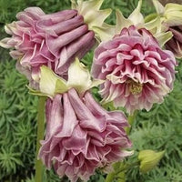 Pink Petticoat Flower Seeds for Planting - 100 pcs seeds for planting in home garden