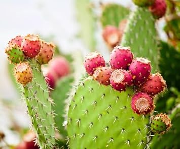 Opuntia Humifusa Plant Seeds for Gardening – Heirloom and GMO Free Seeds for Home Garden