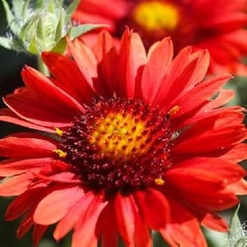 Red Arizona Flower Seeds for Planting - 100 Pcs pcs