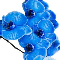 Futaba Blue Butterfly Orchid Flower Seeds for Planting - NON GMO Seeds for planting in home garden