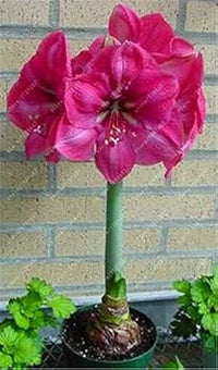 Heirloom Pink Echte Amaryllis Flower Seeds for Planting – Non-GMO, Large Blooming Flower Seeds