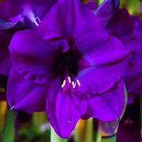 Purple Echte Amaryllis Flower Seeds for Planting - 100 pcs