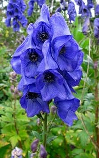 Monkshood Flower Seeds for Planting, 100 Pcs pcs