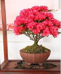 Red (Red scientific name) for planting in garden