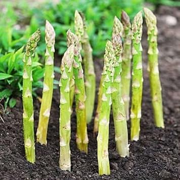Green Asparagus Plant Seeds for Planting - heirloom & Non-GMO Seeds