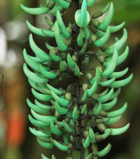 Organic Jade Green Flower Seeds for Planting ƒ?? Heirloom, Non-GMO