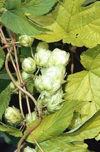 Humulus Lupulus Plant Seeds for Planting - 100 pcs