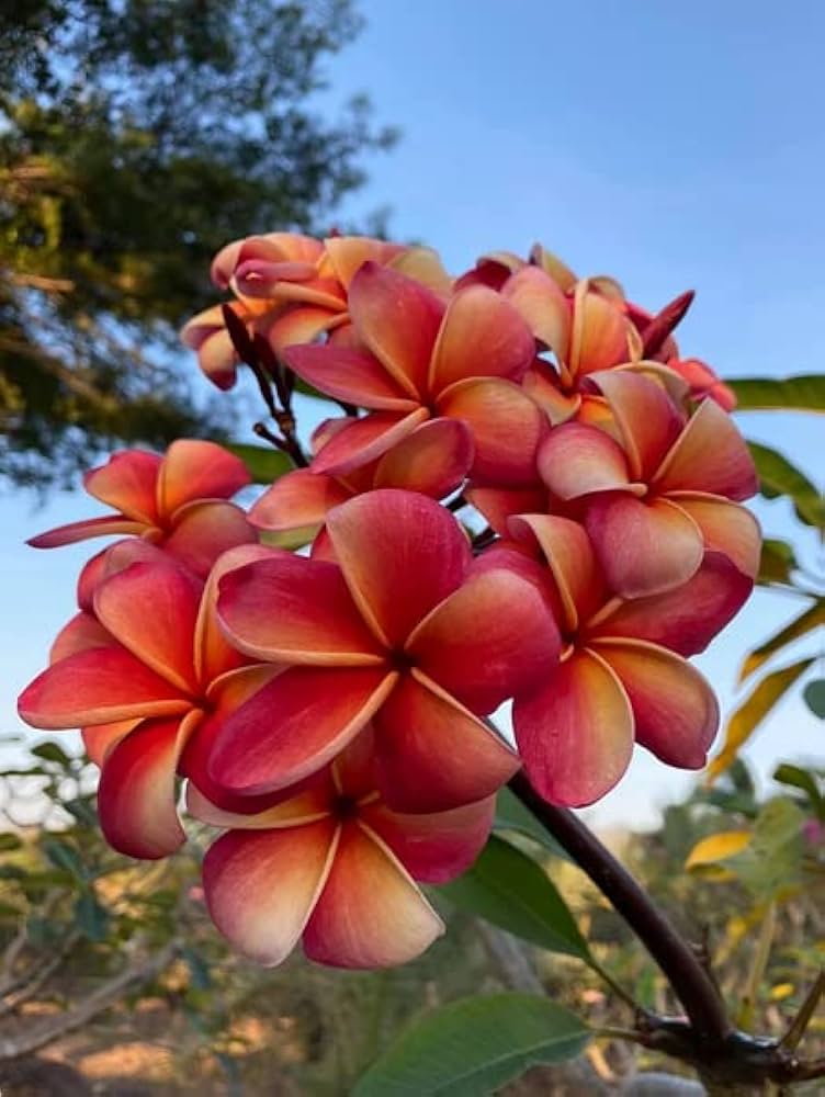 Rubra Flower Seeds for Planting, NON GMO Seeds for planting in home garden