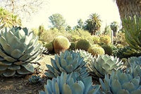 Green Agave Parryi Planting Seeds for Garden NON GMO Seeds
