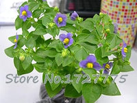 Pink Doritaenopsis Flower Seeds for Planting - 100 pcs