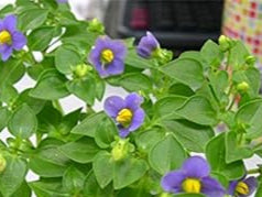Violet Matthiola Flower Seeds for Planting - NON GMO Seeds