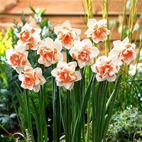 Narciso Flower Seeds for Planting - NON GMO Seeds for planting in home garden