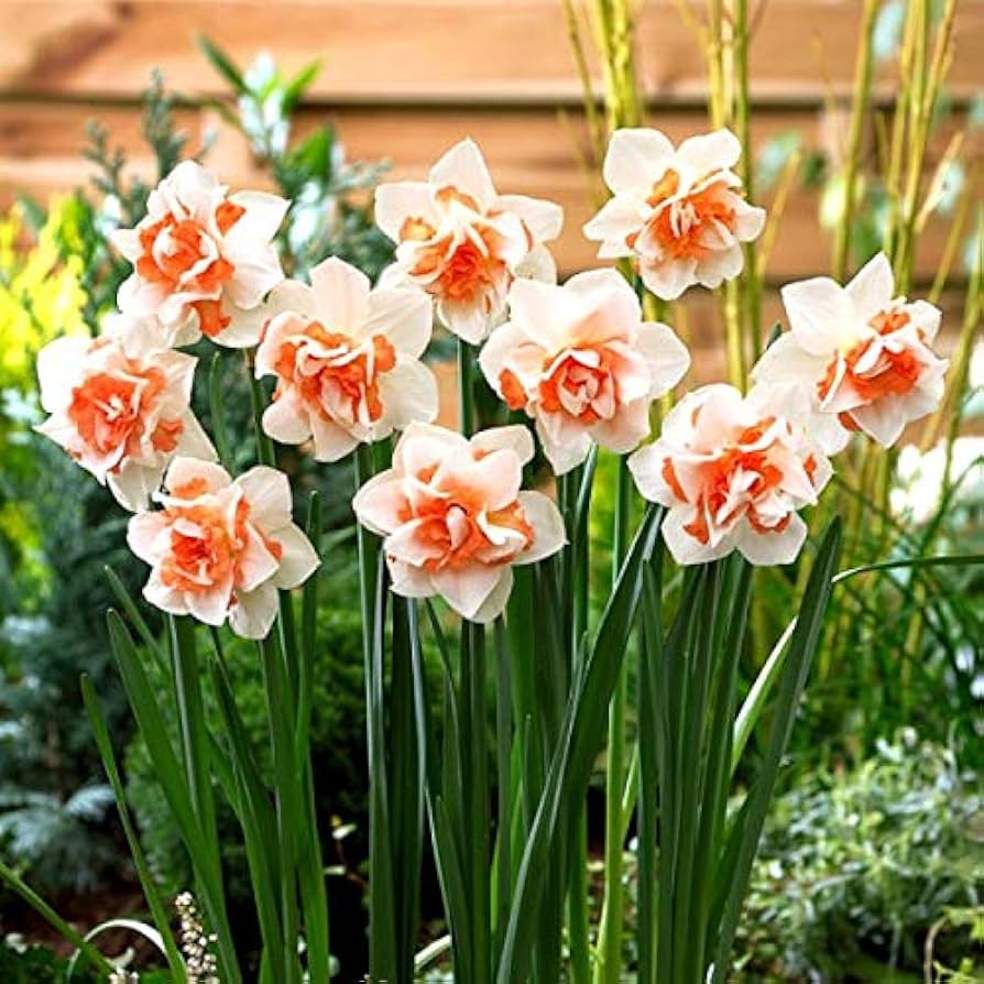 Narciso Flower Seeds for Planting - NON GMO Seeds