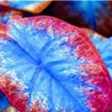 Caladium Blue Mix Flower Seeds for Planting NON GMO Seeds for planting in home garden