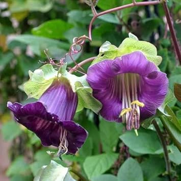 Heirloom Non-GMO Cobaea Bells Flower Seeds for Planting – Bell-Shaped Climbing Garden Blooms