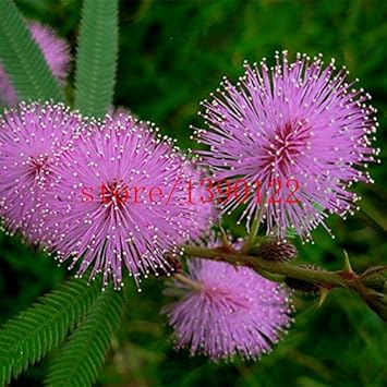 Purple Mimosa Flower Seeds for Planting - 100 pcs seeds for planting in home garden