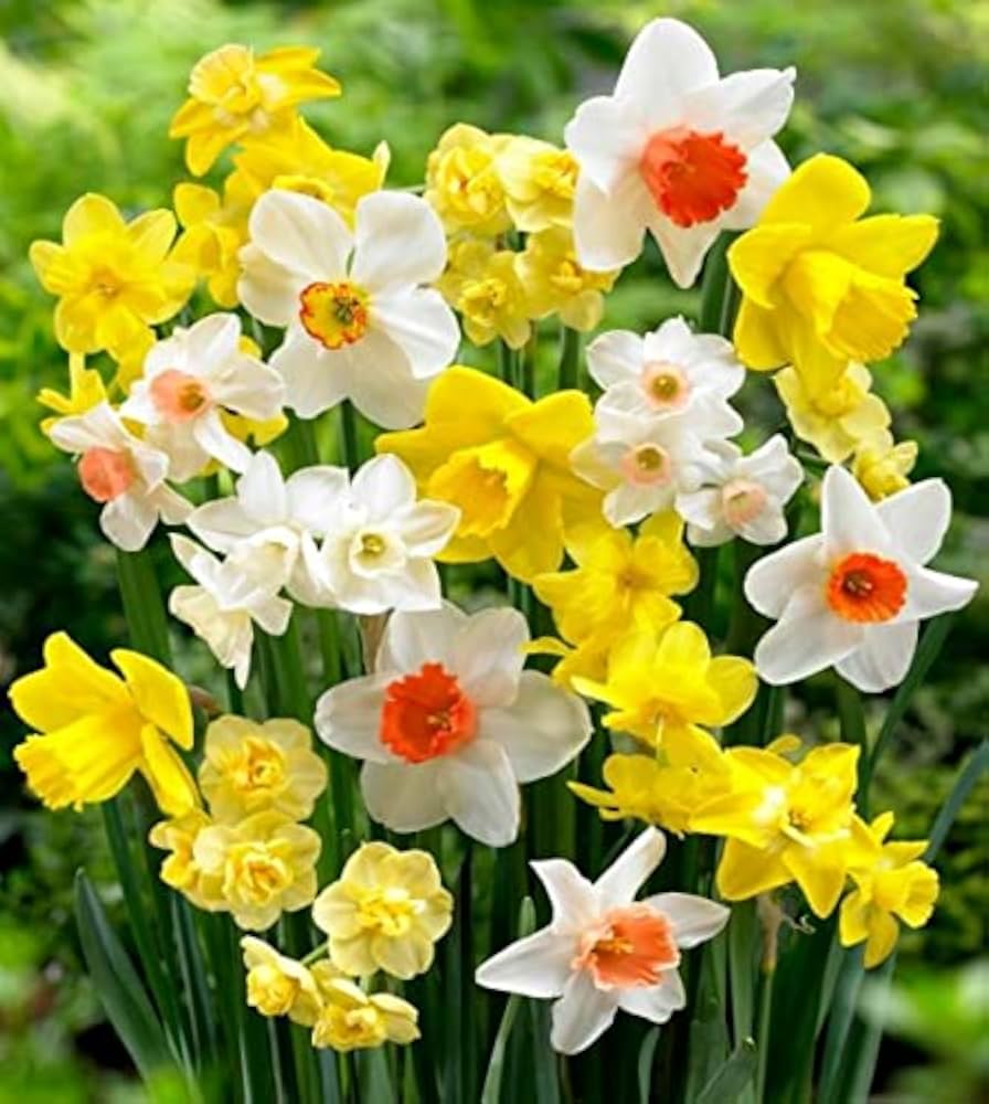 Daffodil flowers adding seasonal color to an outdoor landscape

